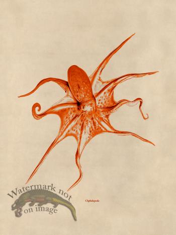 Octopus Orange 25